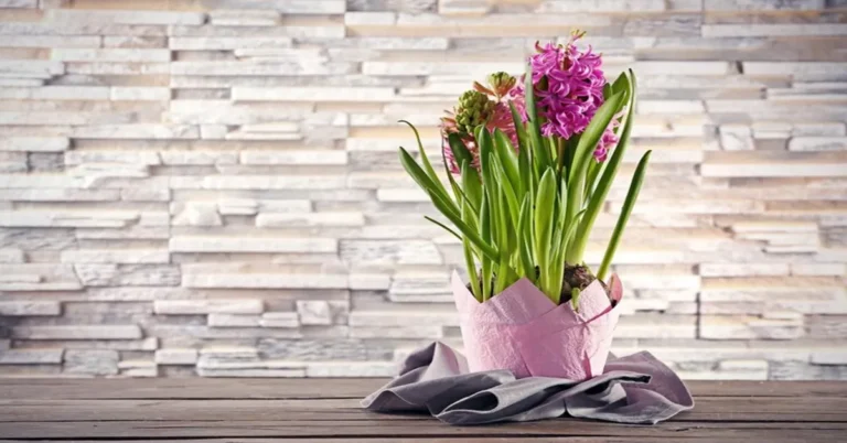 shop spring vase