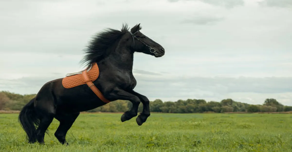 BK Horse