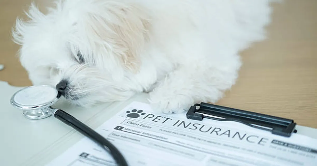 MyWebInsurance.com Pet Insurance