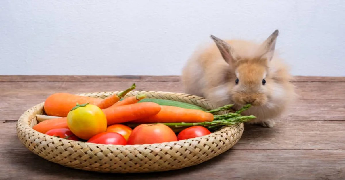 Rabbit Rabbit Food