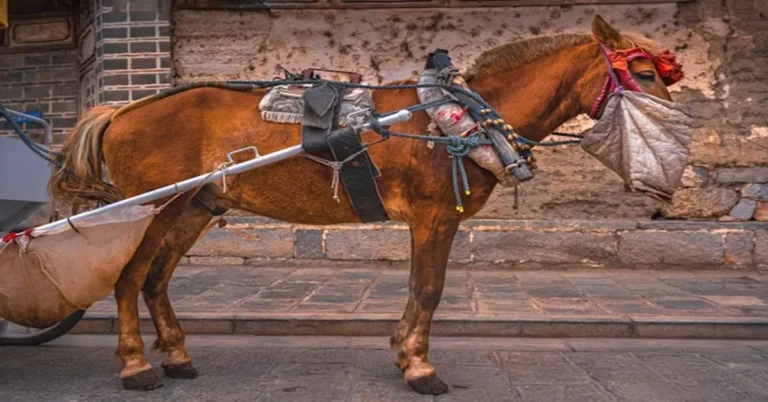 Can You Get a DUI on a Horse