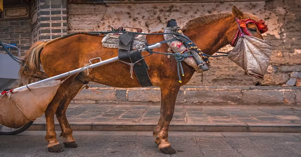Can You Get a DUI on a Horse