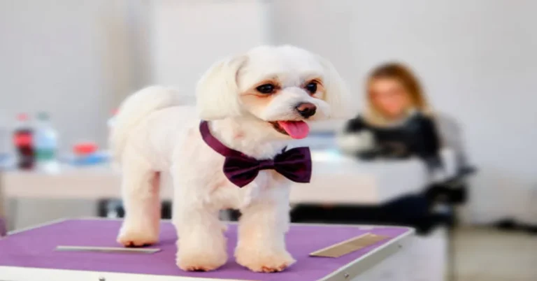 Groom Dog Groom
