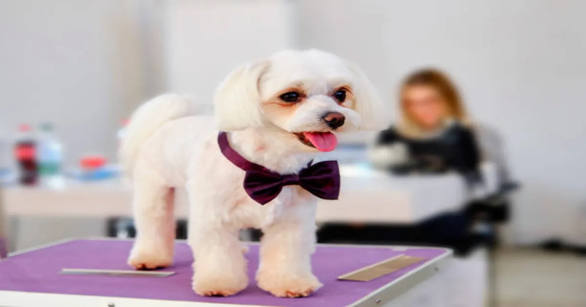Groom Dog Groom