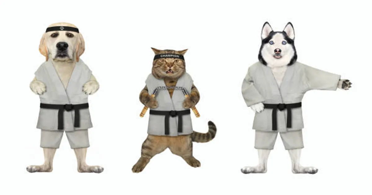 Karate Cats