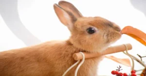Rope Bunny