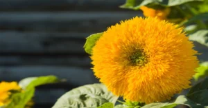 Teddy Bear Sunflower