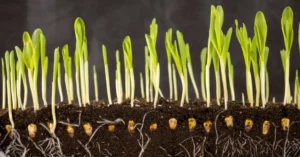 Germinatoire