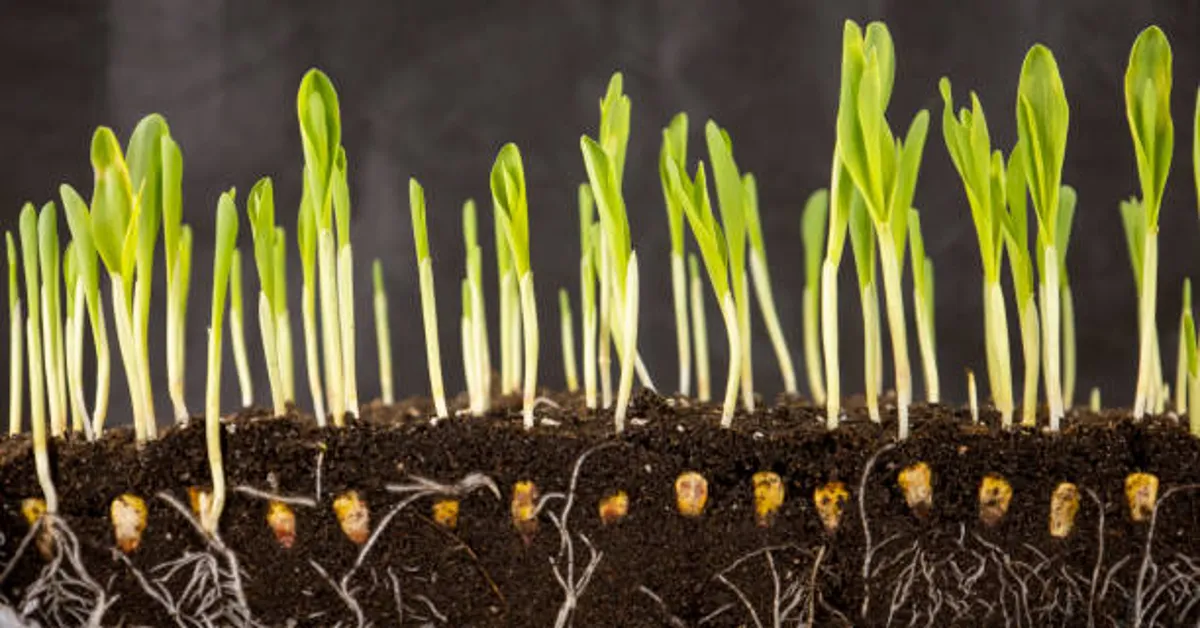 Germinatoire