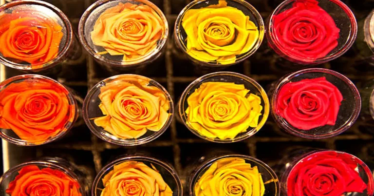 Preserved Roses