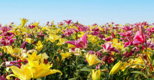 Lillies