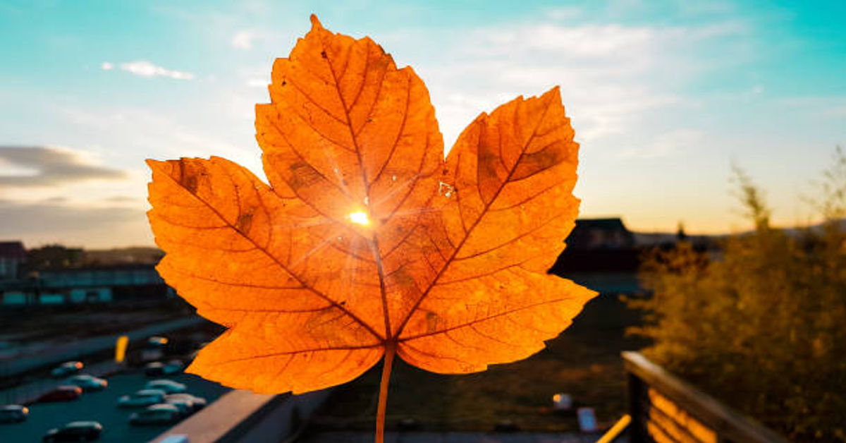 Maplestar
