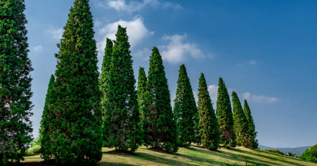 Cypress Tree